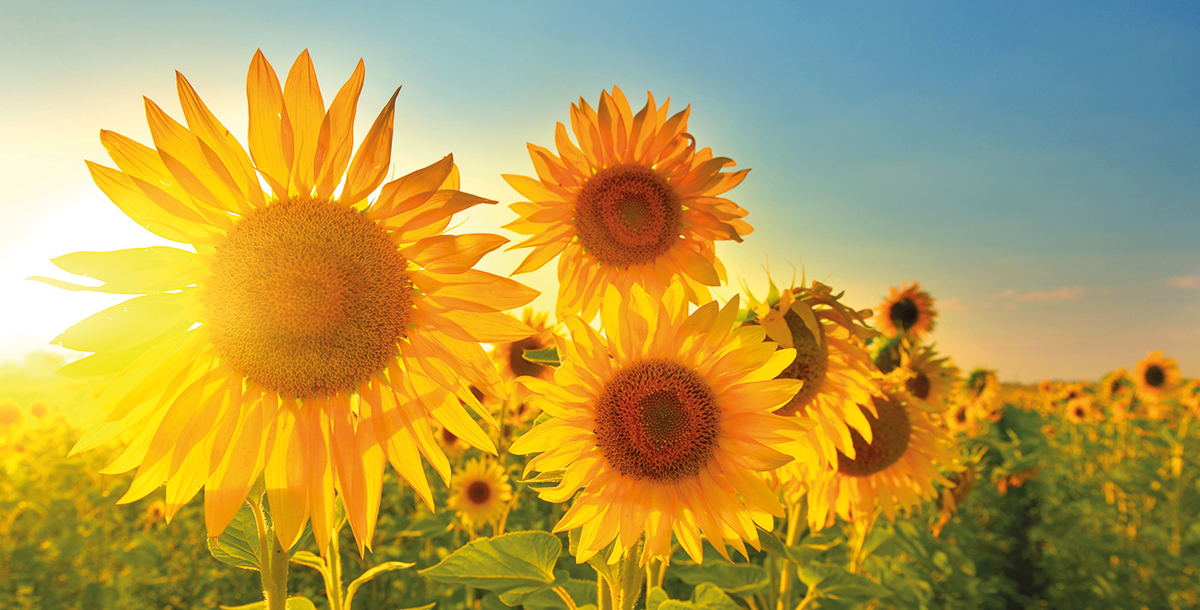 Le choix le plus naturel : optez pour les fleurs